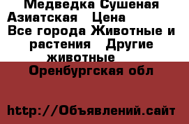 Медведка Сушеная Азиатская › Цена ­ 1 400 - Все города Животные и растения » Другие животные   . Оренбургская обл.